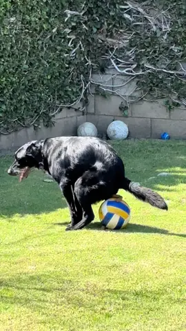 **edit: we do not have kids and no one hit him with this ball. this is my dad’s house and it was my dog’s first time here. he has never done this before. he was just trying to get our attention as everyone was swimming but he didn’t want to.** #fyp #jet2holidays #dogsoftiktok #goldenretriever 
