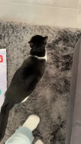 Immer das selbe 😂#viral #creatorsearchinsights #goviral #foryou #funny #hungry #hungrycat  