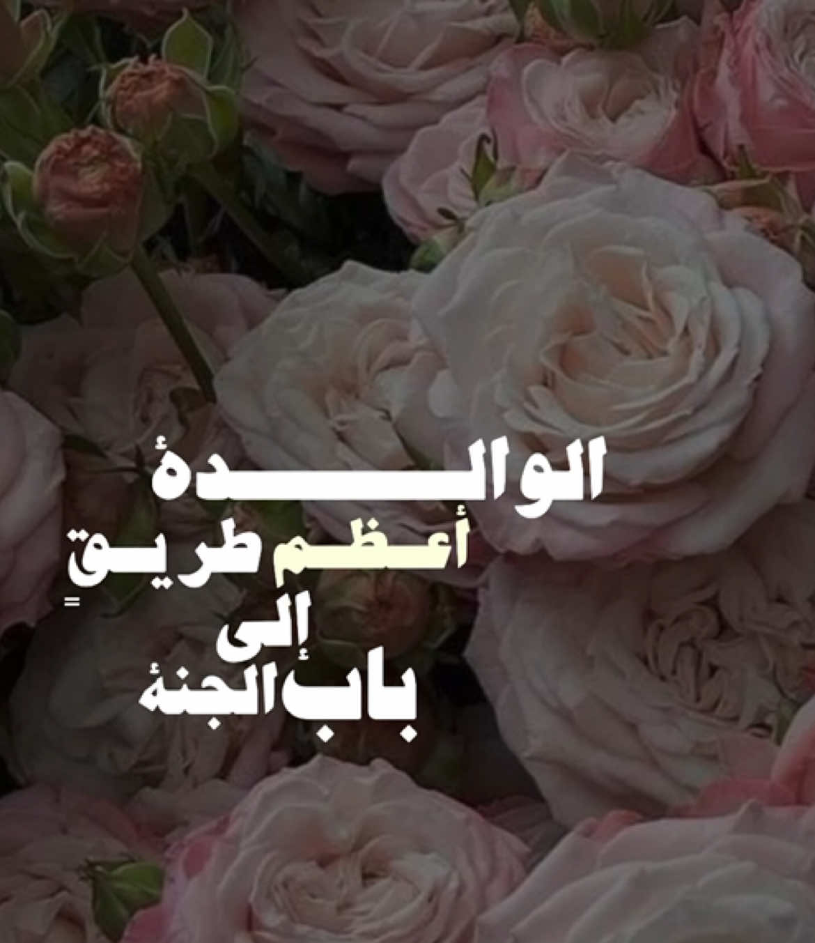 يا رب احفظ امي وامهات المسلمين  #امي #صالح_المغامسي #ليطمئن_قلبك #🤍 