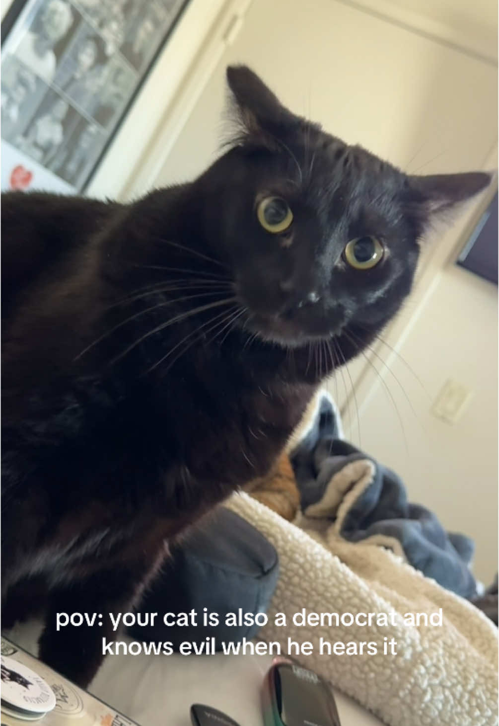 we do not support that orange man in this house! joey knows it well! also i’m so sorry for my annoying ass laugh lol #cats #catsoftiktok #blackcats #blackcatsoftiktok #fucktrump #democrats #cattok #blackcattok #joey #fyp #foryoupage #catsfunnyvideos #donaldtrump 