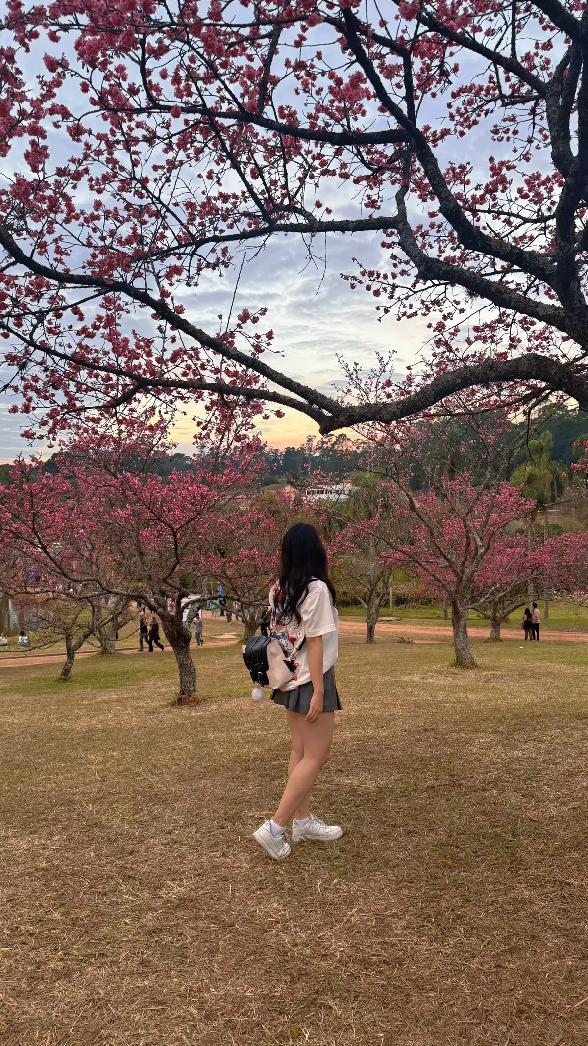 No último final de semana, fui em mais uma edição do Sakura Matsuri, um festival incrível que celebra a cultura asiática aqui em SP! 🎎🍜 Teve atrações culturais, danças, música, lojinhas, oficinas e muuuuitas comidinhas típicas deliciosas🍱🍡🥢 Um passeio perfeito pra curtir com a família, tirar fotos lindas com as sakuras e se apaixonar pela cultura. Já coloca no radar a próxima edição porque vale MUITO a pena! 💖🌸 #SakuraMatsuri #SP #fy #saopaulo #eventos #culturaasiática #comidajaponesa 