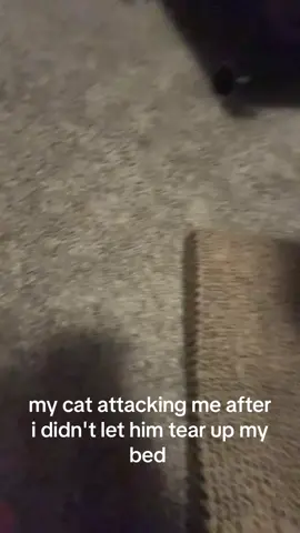 he was purring after this #cat #funny #fyp 