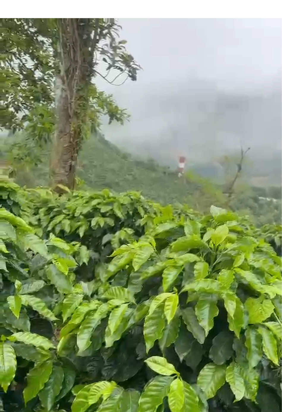 #cafetaleros #trabajo #finca #pantasma #jinotega #cafe #clima 
