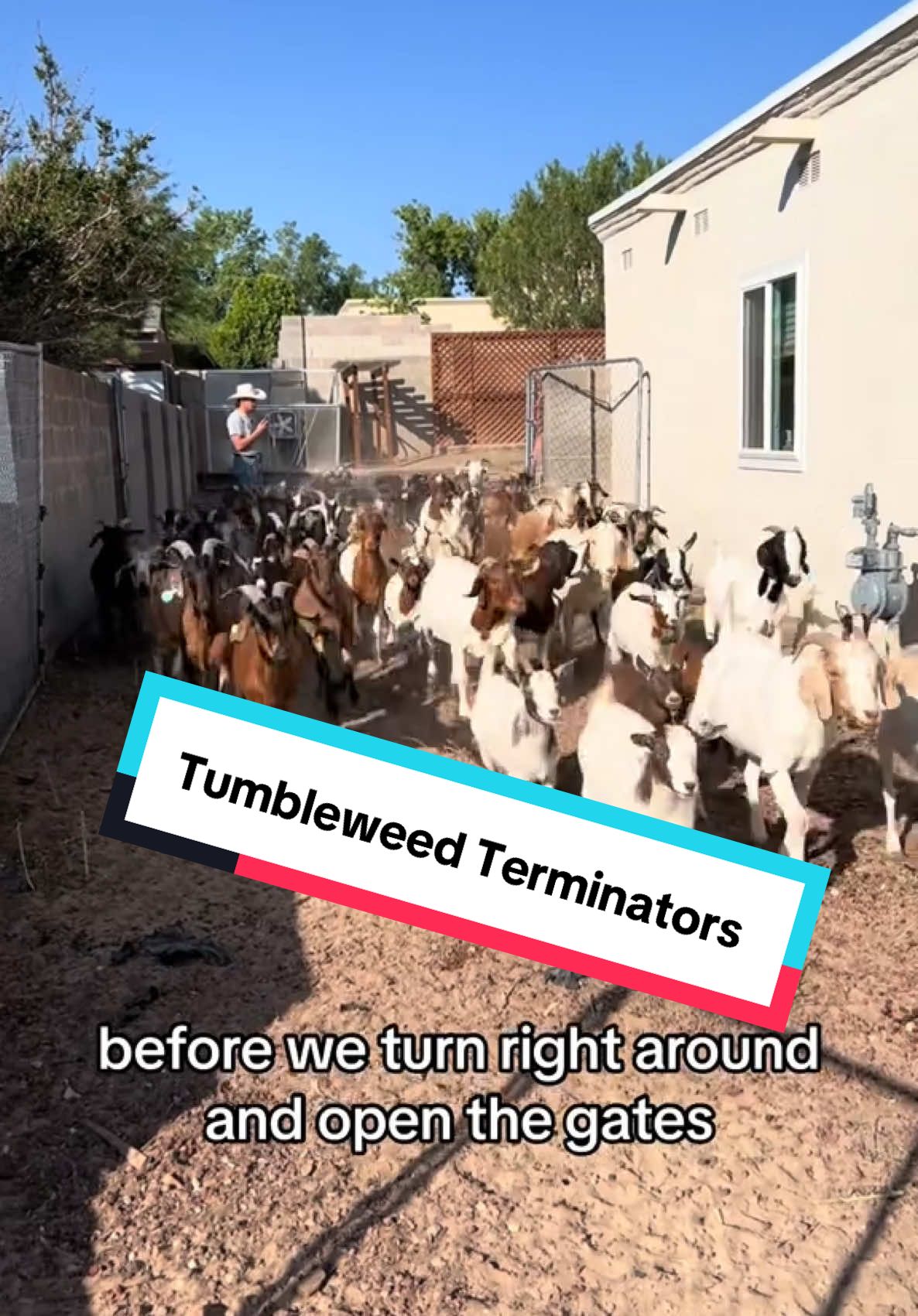 The Tumbleweed Terminators didi it again!! #goats #goatscaping #goatgrazing #grazinggoats #contractgrazing #contractgoatgrazing #iitargetedgrazing #targetedgoatgrazing #grazingsystems #prescibedgrazing #prescribedgoatgrazing #systemsgrazing #rentagoat #yardmaintenance #weedremoval #firefuelreduction #brushremoval #thegoatguy #goatguy #bosque #newmexico #cowboymax
