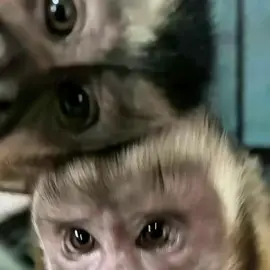 js da 2 of us monk #us #monkeys #explore #repost #blowup #justthetwoofus #audio 