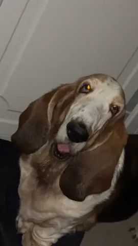 Getting a McDonald's with a whistling basset hound part 2 #bassethound #bassethoundsoftiktok #fyp #foryou #fypシ゚ #videoviral 
