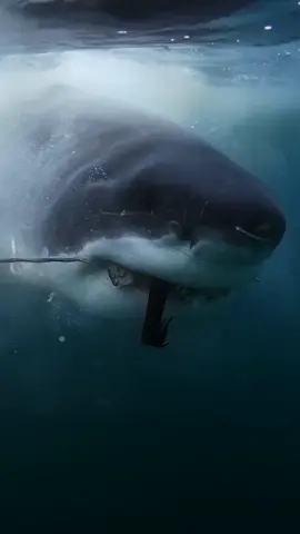 A booming great white shark population has experts racing to uncover the reasons behind it 🦈 Don't miss Great White North Invasion when #SharkWeek begins Sunday on @discovery.