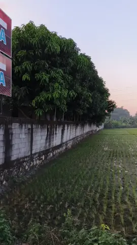 #minggupagi #suasanapedesaan #suasanapagi #jalansehat #tamankotasragen #sragenbumisukowati #sragen #tamankota #fypシ゚viral #fyp #fypシ 