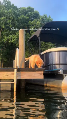 Okay but I was also sobbing when this happened!!! ❤️‍🩹 #goldenretriever 