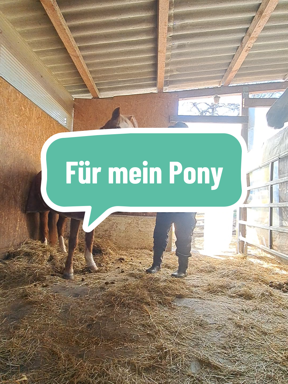 Für mein verrücktes, altes, kleines Pony ❤️ #verrücktespony #ranchberger #problempferd #gnadenbrotpferd #rettungspferd 