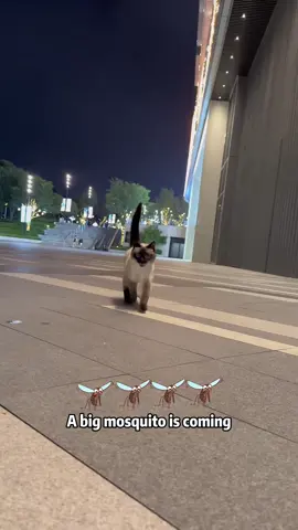 Cat’s hidden talent:Voice Actor 🎤#pet #funnyvideo #foryou #cat #catsoftiktok #funny 