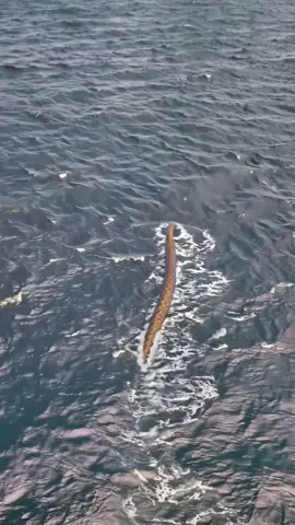 🚨 What Is That?! Giant Sea Serpent Caught on Camera Near Norway Locals in Shock as Creature Surfaces by Fishing Boat This drone footage is going viral a massive sea creature appears out of nowhere in icy waters. You have to see how big this thing is compared to the boat 👀 #SeaSerpent #NorwayCoast #CaughtOnDrone #OceanMonster #TikTokMystery 