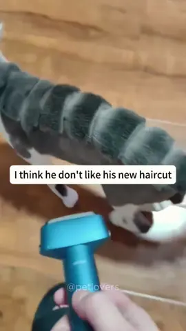 Cat after shaving #cat #catsoftiktok #funnycat #funny #fyp 