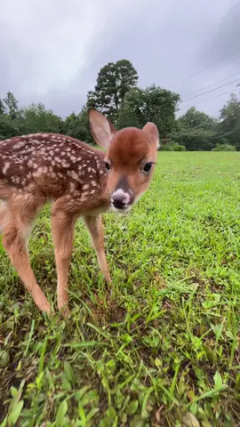 rage #bodhi4prez #viral #fypシ #hellyeah #animal #silly #PetsOfTikTok #cute #chilling #fyp #doe #buck #deer #deercore #deertok #deertiktok #fawn #freddurst #limpbizkit #breakstuff 