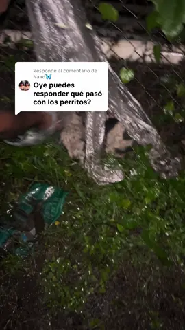 Respuesta a @Naad🦋 Los perritos están bien ahora.🥺❤️‍🩹#perros #abando #cachorros #maldad 