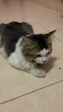 200m? #kucing #kucinggalau #sad #lampustrobo 