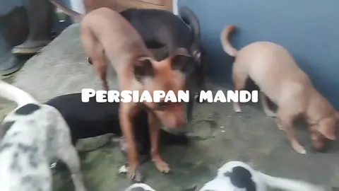 waktunya memandikan anabul.#anjingkampung 