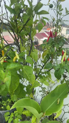 Cabe cabean