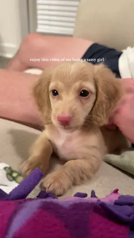 :)  #minidachshund #minidachshundpuppy #minidoxielife #weinerdog #puppydays 