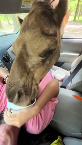 Jump scare!!! Poor Ava!! 🤣 #safari #camel #hilarious #funny #scared #fear #drivethrusafari #wildlife #daughter #fyp #viral #Love #cantbreathe #comedia #zoo 