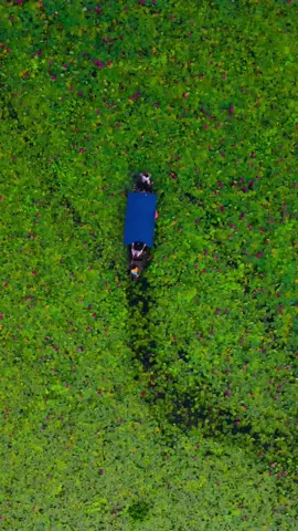 সাতলা বিল #dronevideo #সাতলা #শাপলা_ফুল_🌷 #foryou #সাতলা 