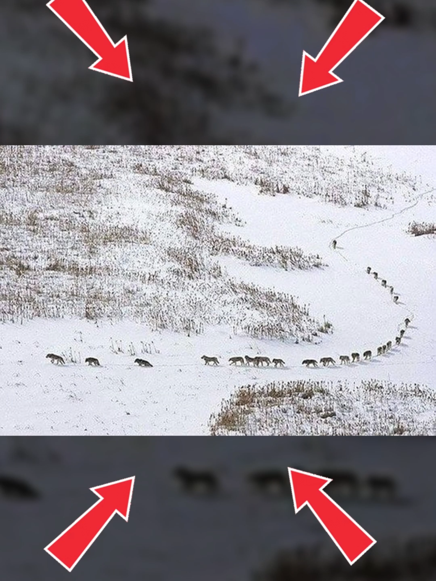 ¿Por Qué El Lobo No Puede Ser Una Mascota? #LoboSalvaje #Curiosidades #Animales #DatoInteresante #TikTokViral #ParaTi #NaturalezaSalvaje #Mascotas #ContenidoViral #Tendencias
