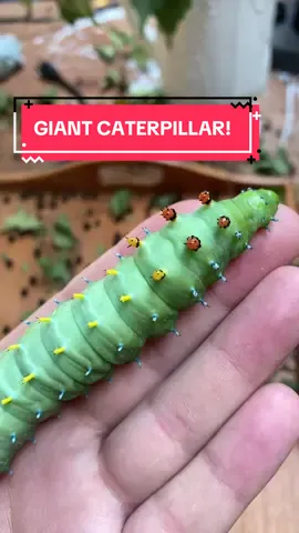 Would you hold this giant? #caterpillar #giantbugs #summerbugs #viral #bugs #creaturefeature #awesome 