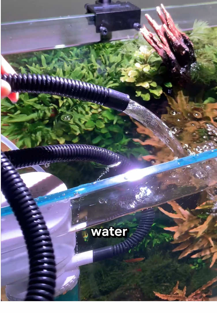 Filters can help you filter water#AQQA #aquarium #fyp #filter 