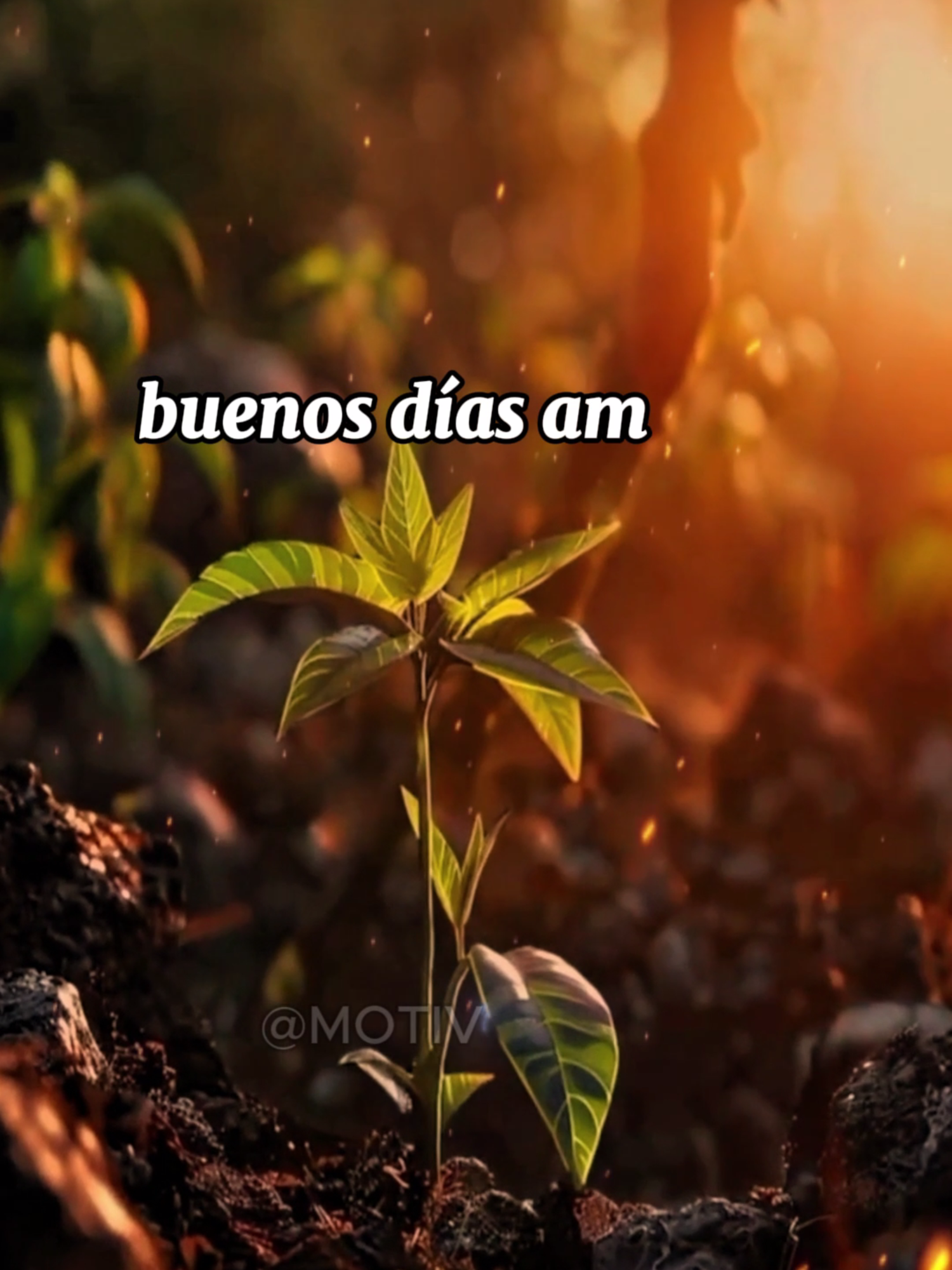 Buenos días, amor de mis días y calma de mis noches 🌞 #buenosdias #amanecer #frasesdeamor #cosasdeparejas #cosasdenovios #frasesparadedicar #videoparadedicar #deamor #frasesdeamor