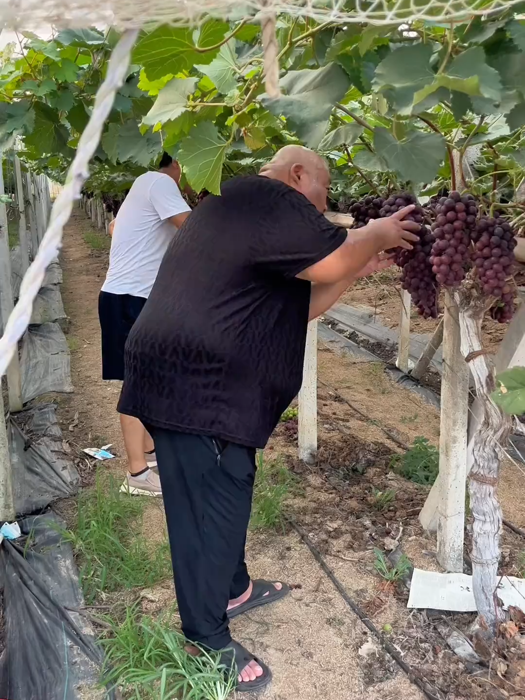 7395343333549280512吓我一跳