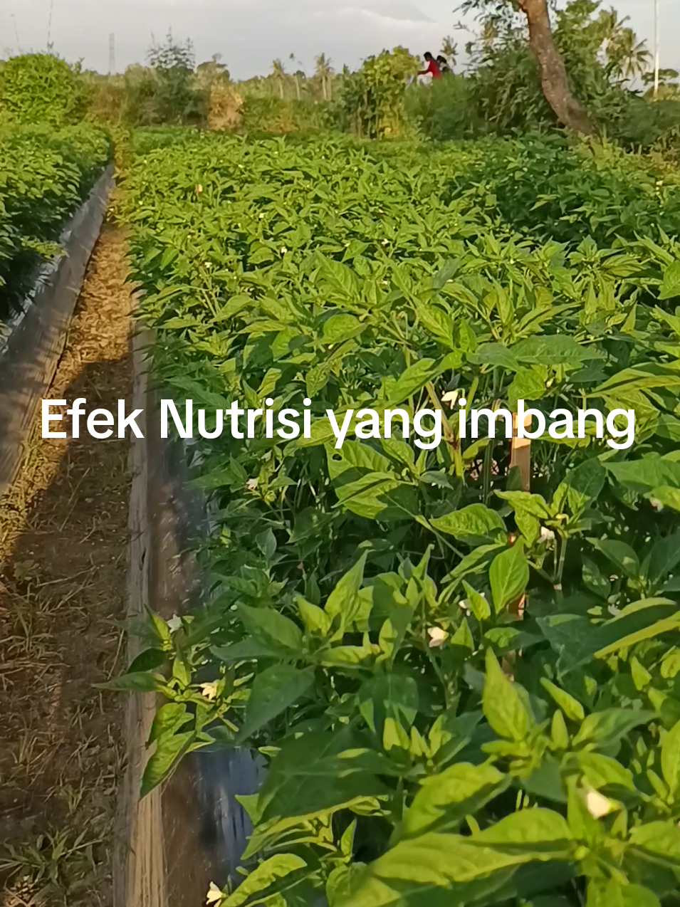 RAWIT BONDOWOSO Varietas rawes balap  #petaniindonesia🇮🇩🇮🇩🇮🇩🌿🌿 #caberawit #petanibondowoso #farmer #
