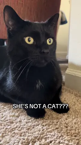 I don’t understand… #cat #dating #catsoftiktok 