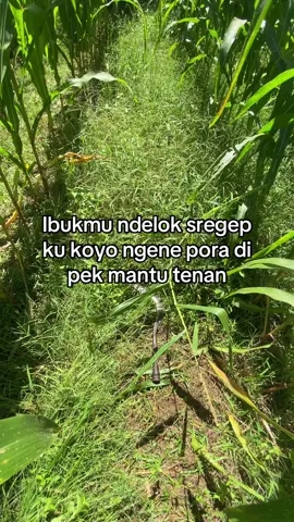 #fyp #foryoupage #storytime #martapurapride🔥 #kaji_lembu #peternaksapiindonesia #petanimuda #tukangngarit #peternakmuda 