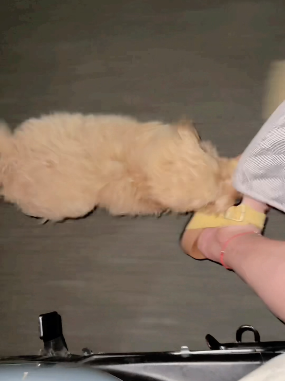 Động vật đáng yêu | Phần 23 #xuhuong #dogs  #foryou #fyp #viral #mydog #pet #dongvat #dongvatdangyeu  #dongvathaihuoc #douyinvideos5 #xh #petlover 