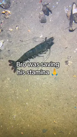 JOIN MY DISCORD SERVER, LINK IN BIO!! got this video from @Sea Girl btw #brainrot #meme #fy #fyp #sea #diving #fishing #fish #ocean #water #fishtok #fishinglife #jokes 