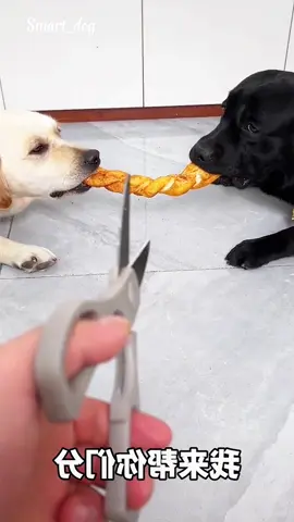 #doggo #dogsoftiktok #dog #doglove 