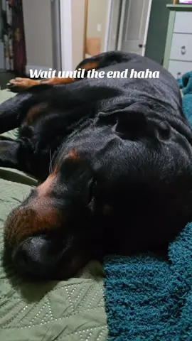 Sampson sleeping like a baby.  #rottweiler #dog #rottweilersoftiktok #dogmom 