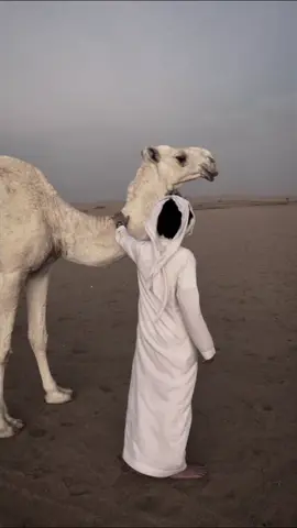 يالحاسه #شعروقصايد #شعر #شعراء_وذواقين_الشعر_الشعبي #Explorer #طبارقه🔱❤️ #ليبيا #الشاعر_احميده_الذيب @الشاعر احميده الذيب💚 اسلمت 💛. 