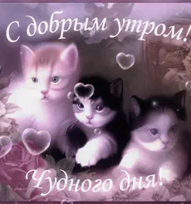 добрая утра 😋🍰#открытка #котеки #fyppppppppppppppppppppppp #щп #вреки #rek #fypシ #подкат #доброеутро 
