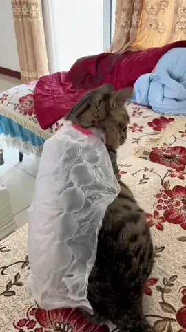 #catsoftiktok #funny #pet #funnyvideos #catlover 
