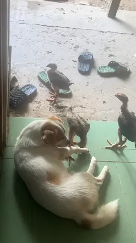 Nhờn đi có ngày bay đầu đấy gà à  🤦‍♀️🤦‍♀️🤦‍♀️ #dogfuncute 
