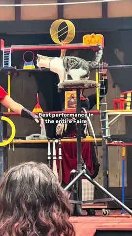 The gray cat at the end holds the Guinness world record of the longest cat jump, Sputnik jumped 7 feet 8 inches! The best boy there is #renaissance #renaissancefestival #renaissancefaire #renfaire #renfaireperformer #performance #fyp 