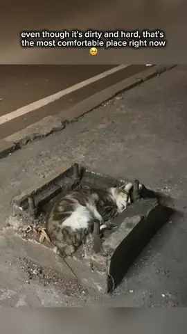 🥹 #cat #catlovers #catvideos #sadvibes #sadstory #sad #animal #animallife #fyp #viral 