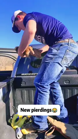Pig🐷 #pet #funnytiktok #piggy #cute #farm #funny #foryou #animals 