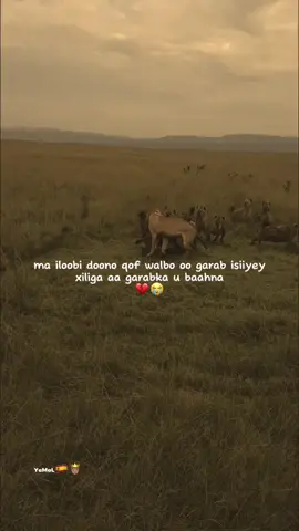 wan cusbahe mxad igu dhirin😊#somalitiktok #writer #fypシ゚ #footballtiktok @Shiikhooww⚡️☠️ account hore😭💔