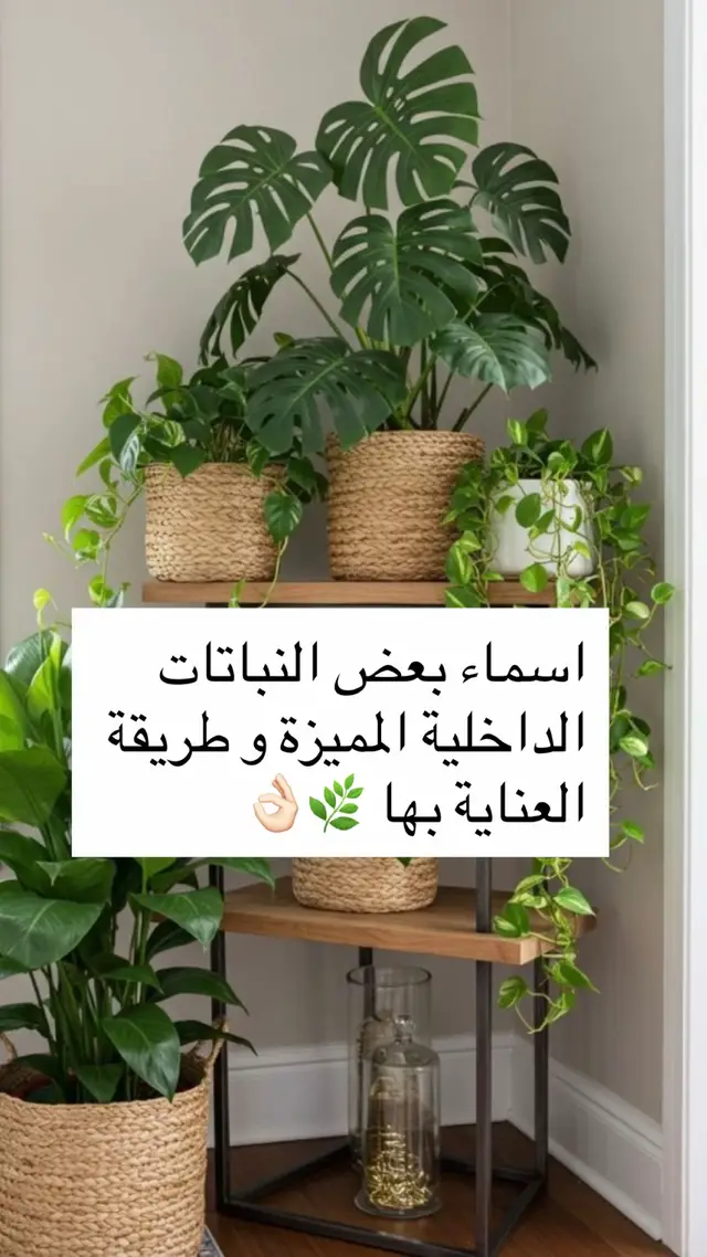 #planthome #plant #planthomedecor #jordanamman #ازرع #نبات #نباتي 