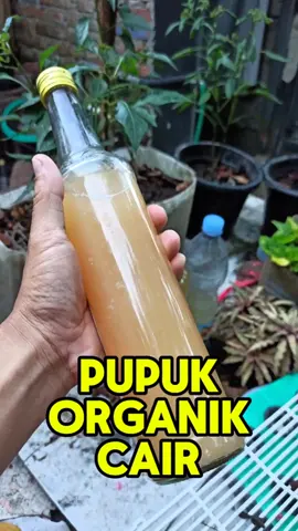 PUPUK ORGANIK CAIR yang cara buatnya mudah tapi manfaatnya luar biasa.. koment untuk tau cara buat dan cara aplikasinya ya sob🫰 #pupukorganikcair #poc #TipsBerkebun #KontenBerkebun #KebunRumahan 