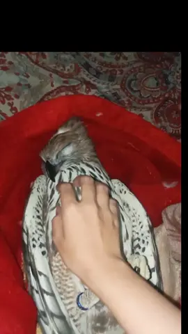 thủ tục mỗi khi ngủ dậy😃 #pet #falcon #falconry #chimsanmoi #chimsanmoivietnam #falconrylife #falconry_love #eagles #eagle #xuhuong #sleepyday #sleep 