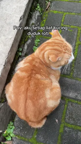 #cat #fyppppppppppppppppppppppp 
