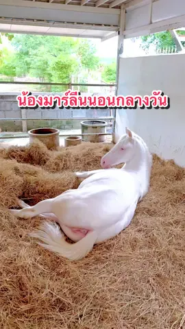 น้องมาร์ลีนนอนกลางวันค่ะ 🥰  #บันทึกของผู้หญิงเลี้ยงม้า #ผู้หญิงเลี้ยงม้า #จุดรักม้า #horselover #น้องมาร์ลีน #ม้ามาร์ลีน #สัตว์โลกน่ารัก❤️ #marwarihorse 